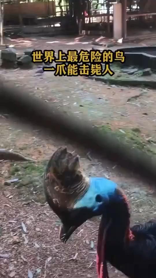 #搞笑视频#世界上最危险的鸟,一爪能击毙人