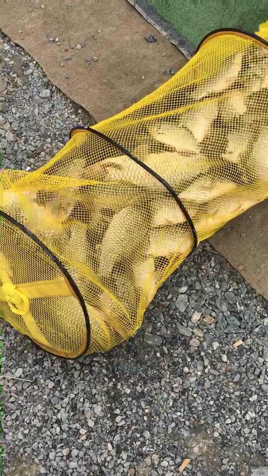 钓鱼爆护了