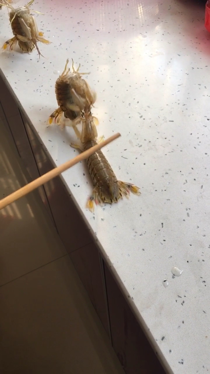听说皮皮虾跳段舞会更美味