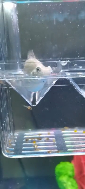 #我要上热门#皮球鱼生产了,好多小鱼