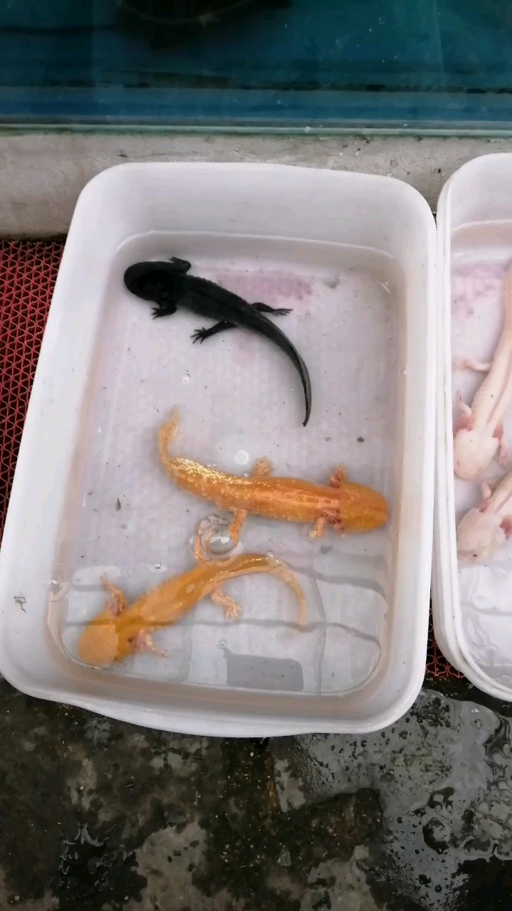 这是什么品种,有知道的没