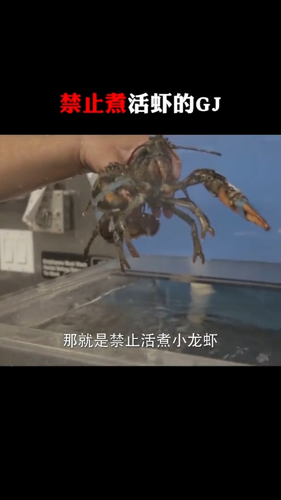 #黑科技#禁止煮活虾的guo家,理由是龙虾会痛,醉虾怎么办?