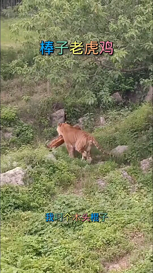 棒子老虎鸡