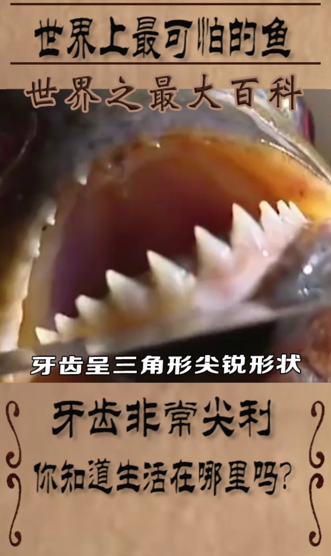 世界上最可怕的鱼,你知道生活在哪里吗?