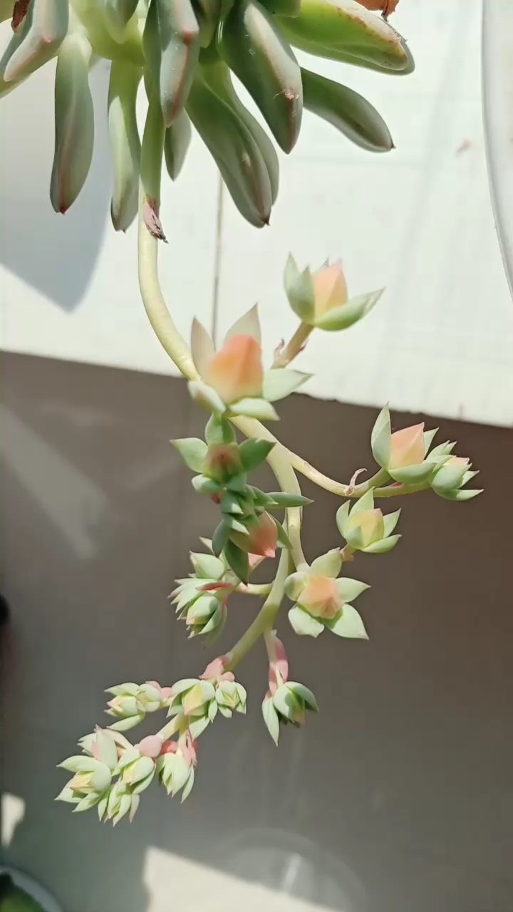 多肉要开花了