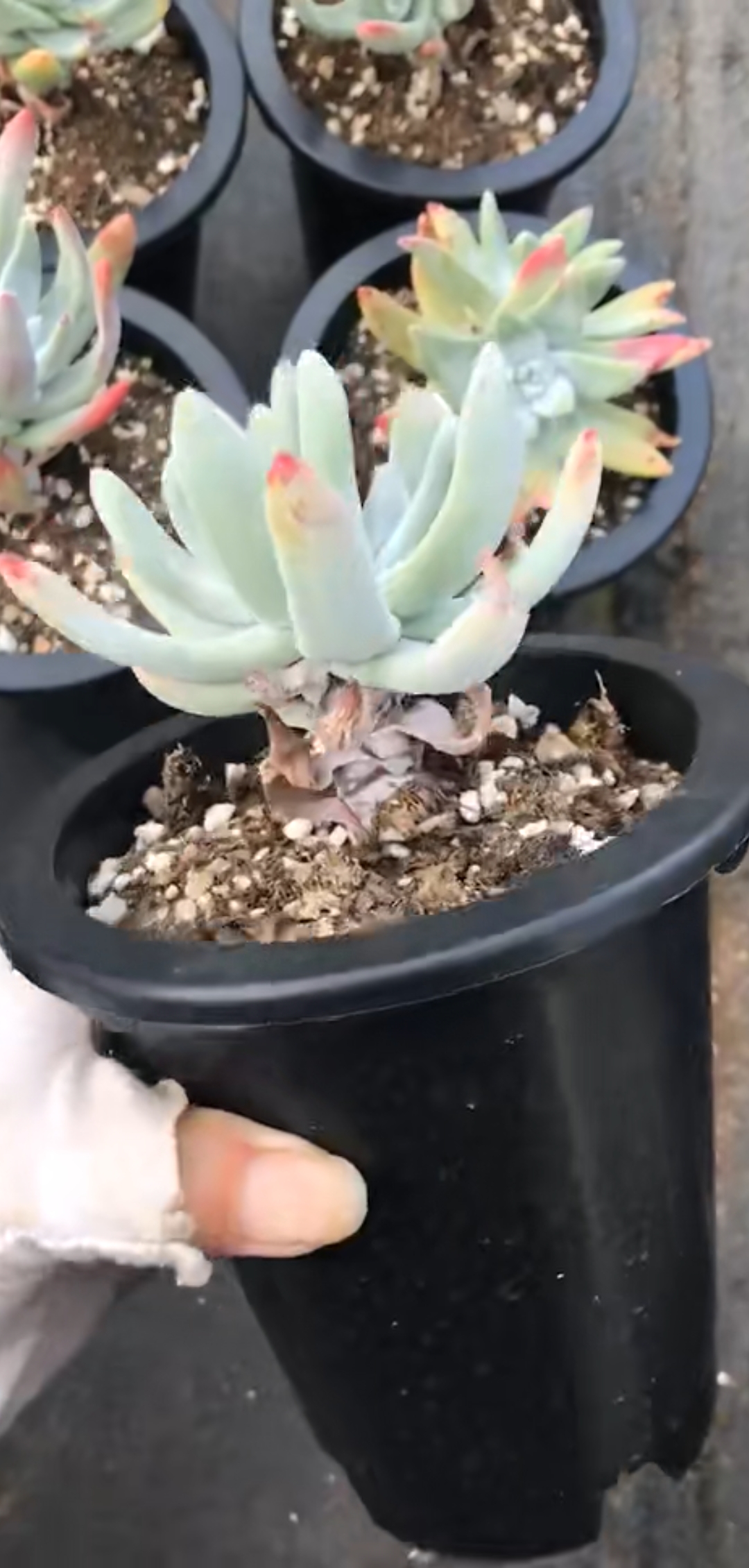 初霜 仙女杯 多肉植物