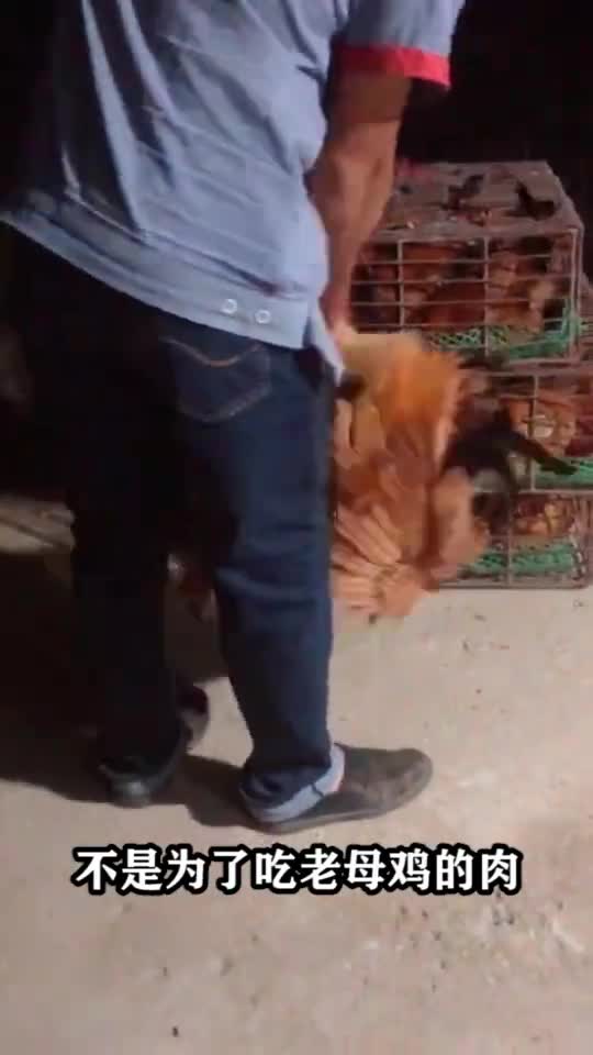 时常有人高价回收老母鸡究竟有甚么作用