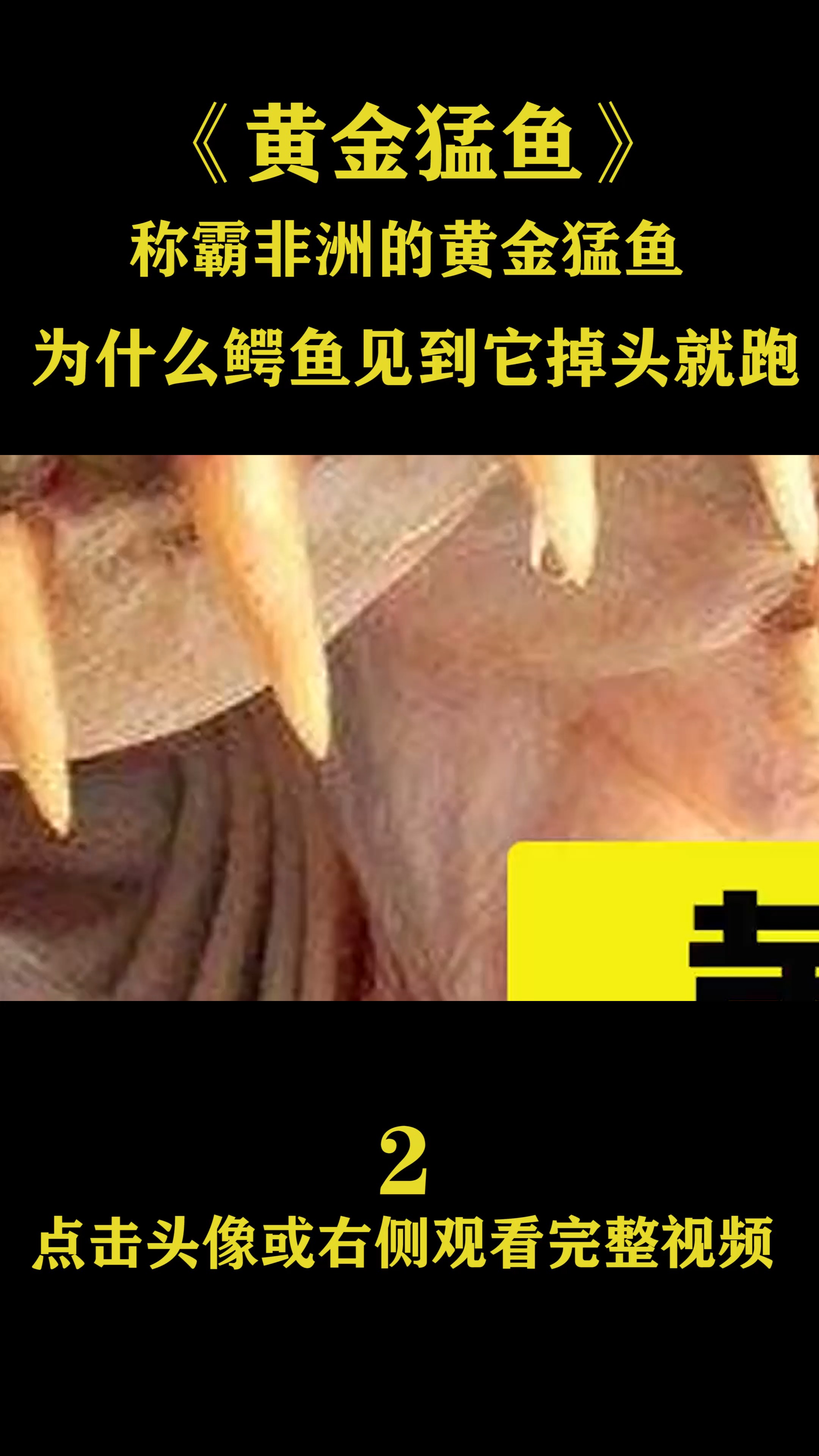 #独竖一知##好知识# 加强版食人鱼,非洲黄金猛鱼,5分钟能吃光一条鳄鱼!