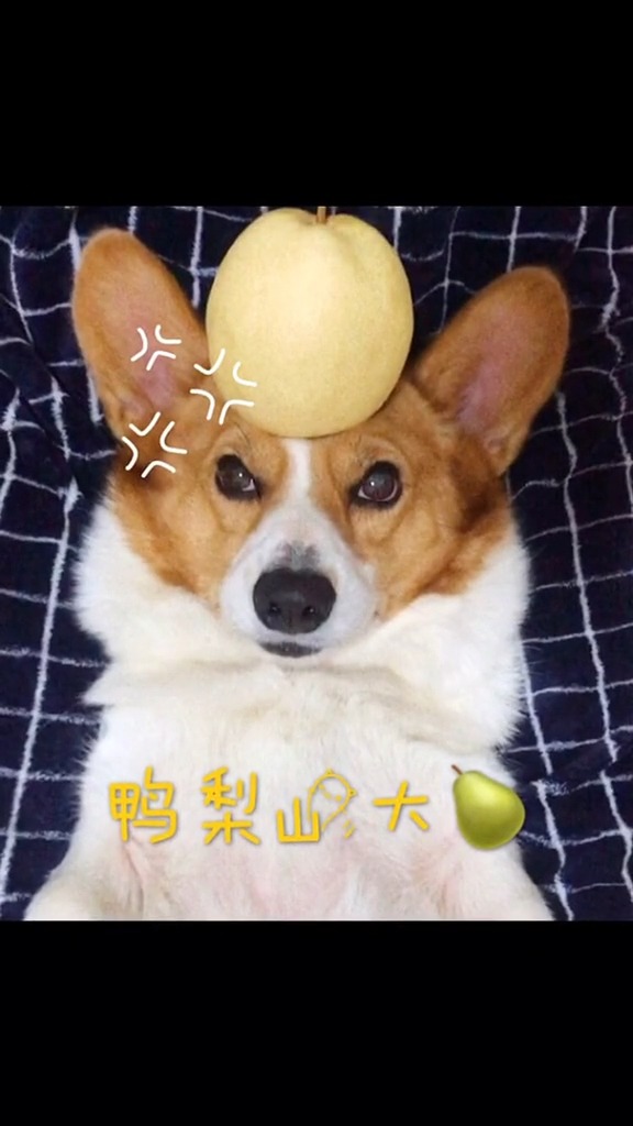 #搞笑萌宠#今日化身可盐可甜美少女战士基