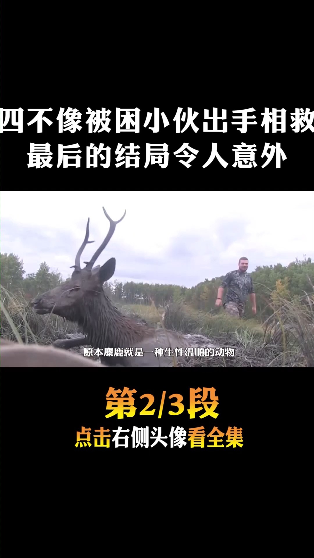 #动物世界#四不像被困,小伙出手相助,最后的结局令人意外