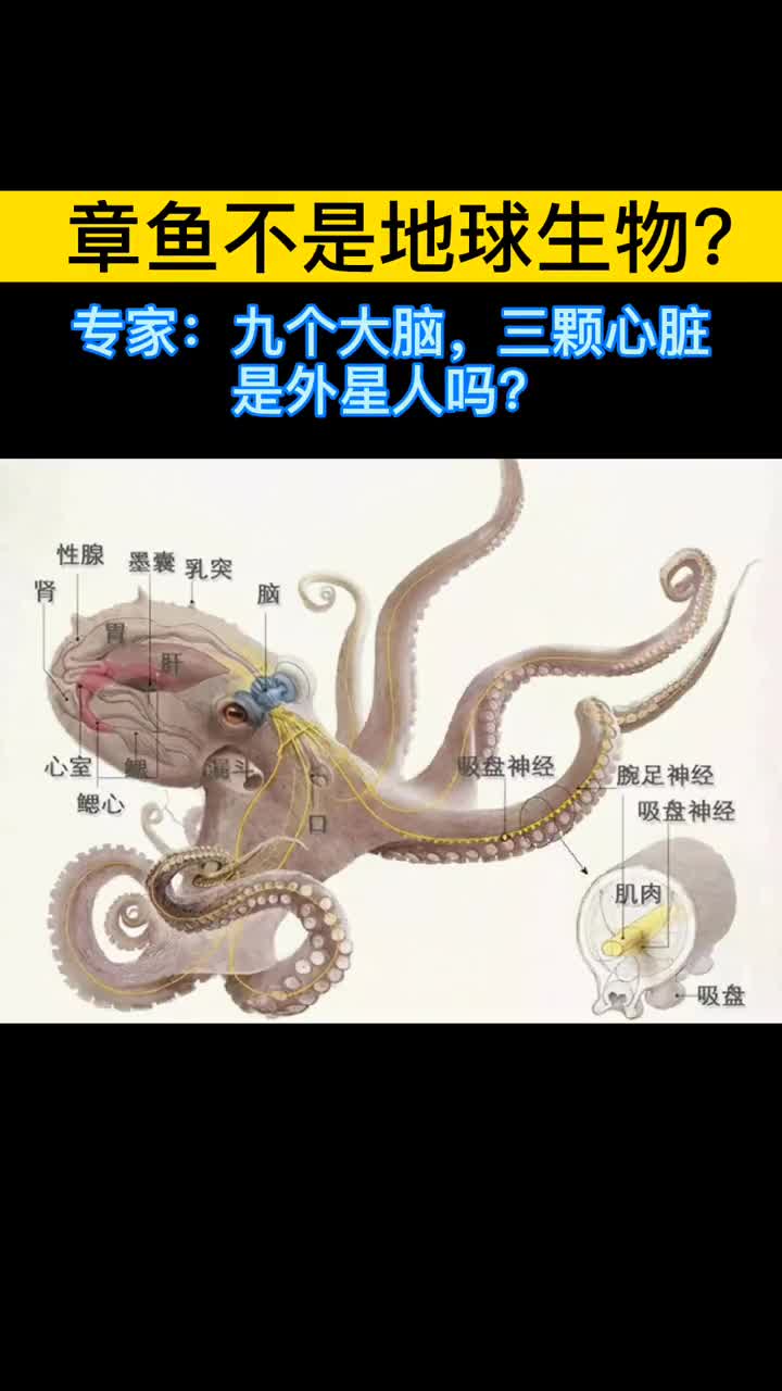 你吃过章鱼吗有科学家猜测:章鱼可能真的是“天外来物”。老家是木卫二