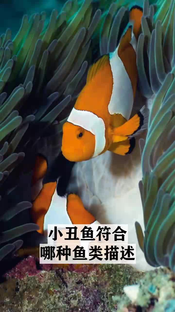 小丑鱼符合哪种鱼类描述
