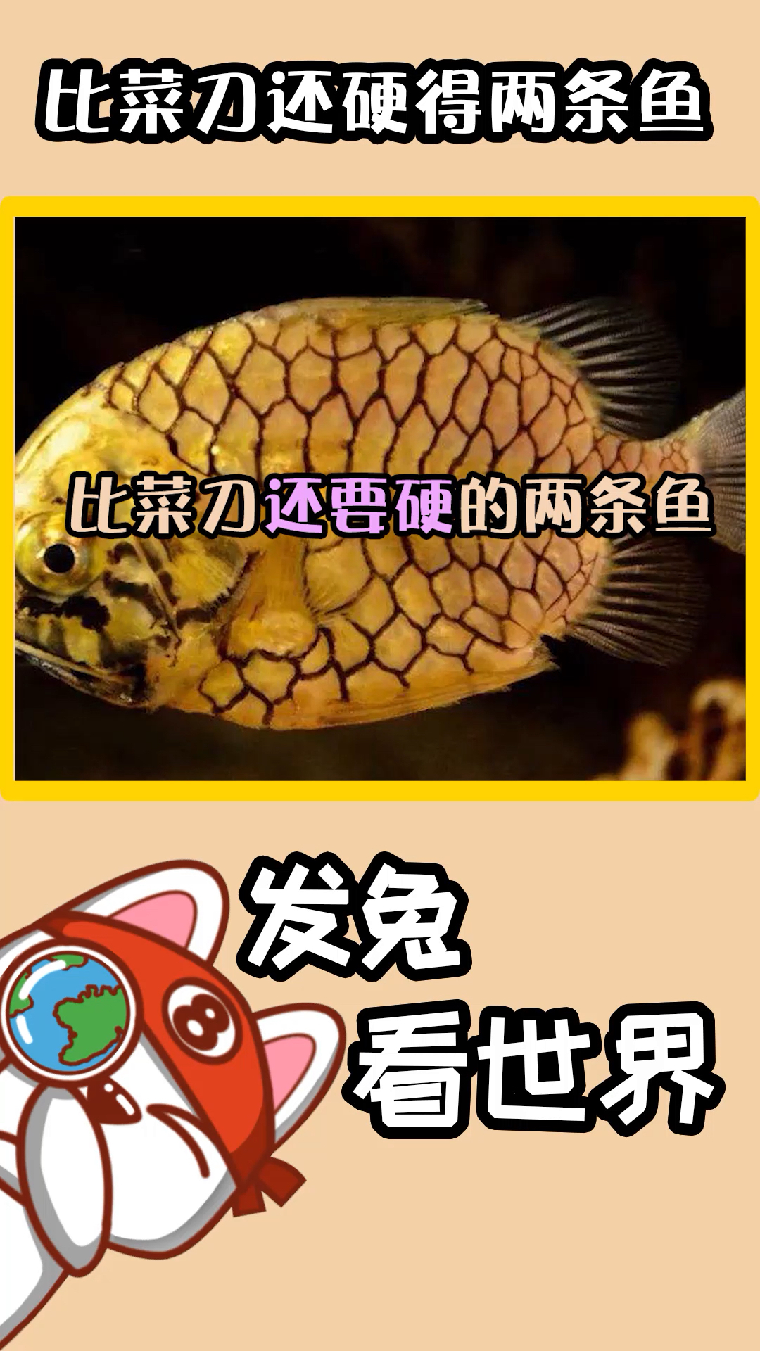 多好的刀工都是白瞎!这两种鱼超硬,和钻石硬度几乎差不多!