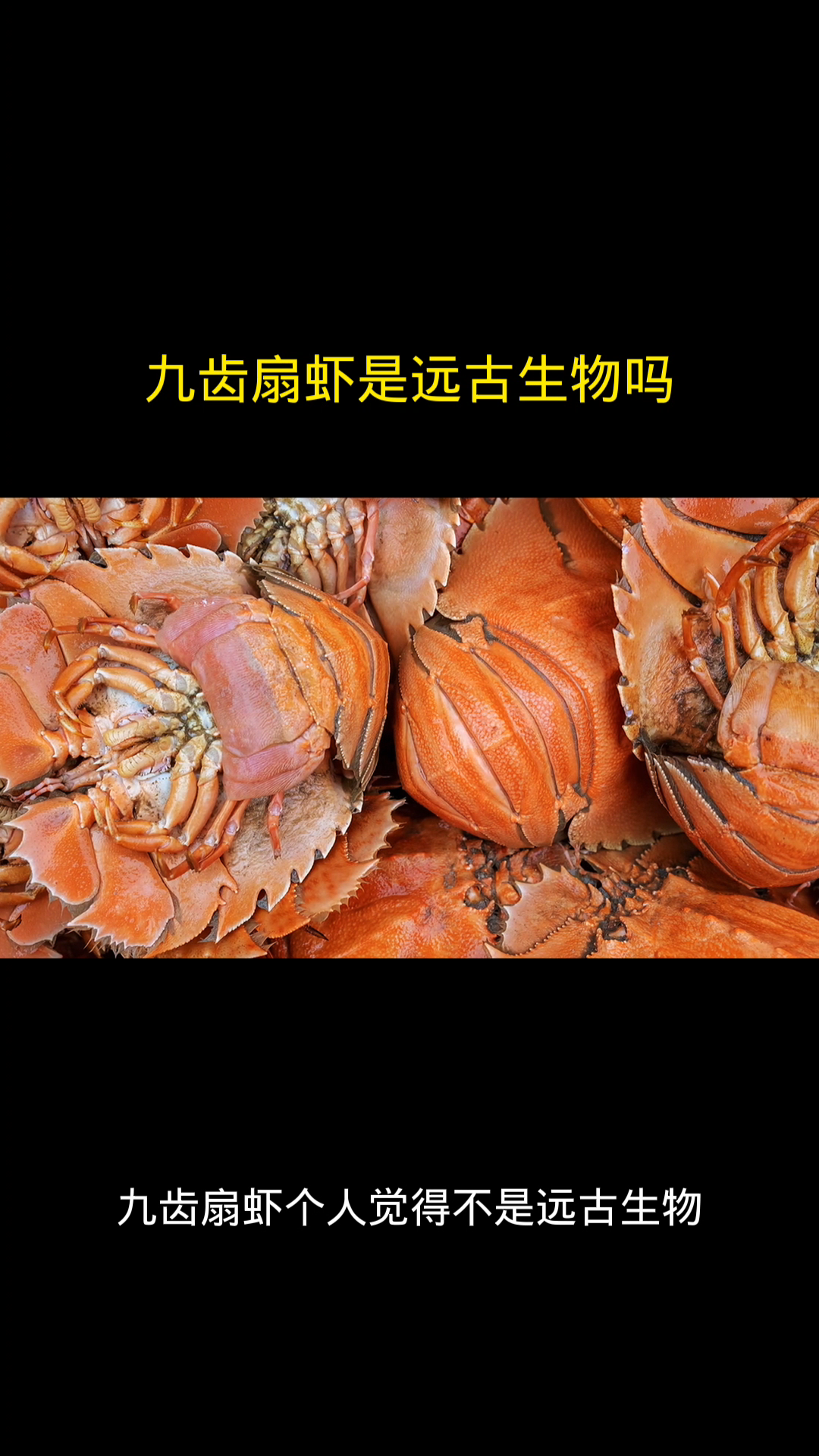 九齿扇虾是远古生物吗
