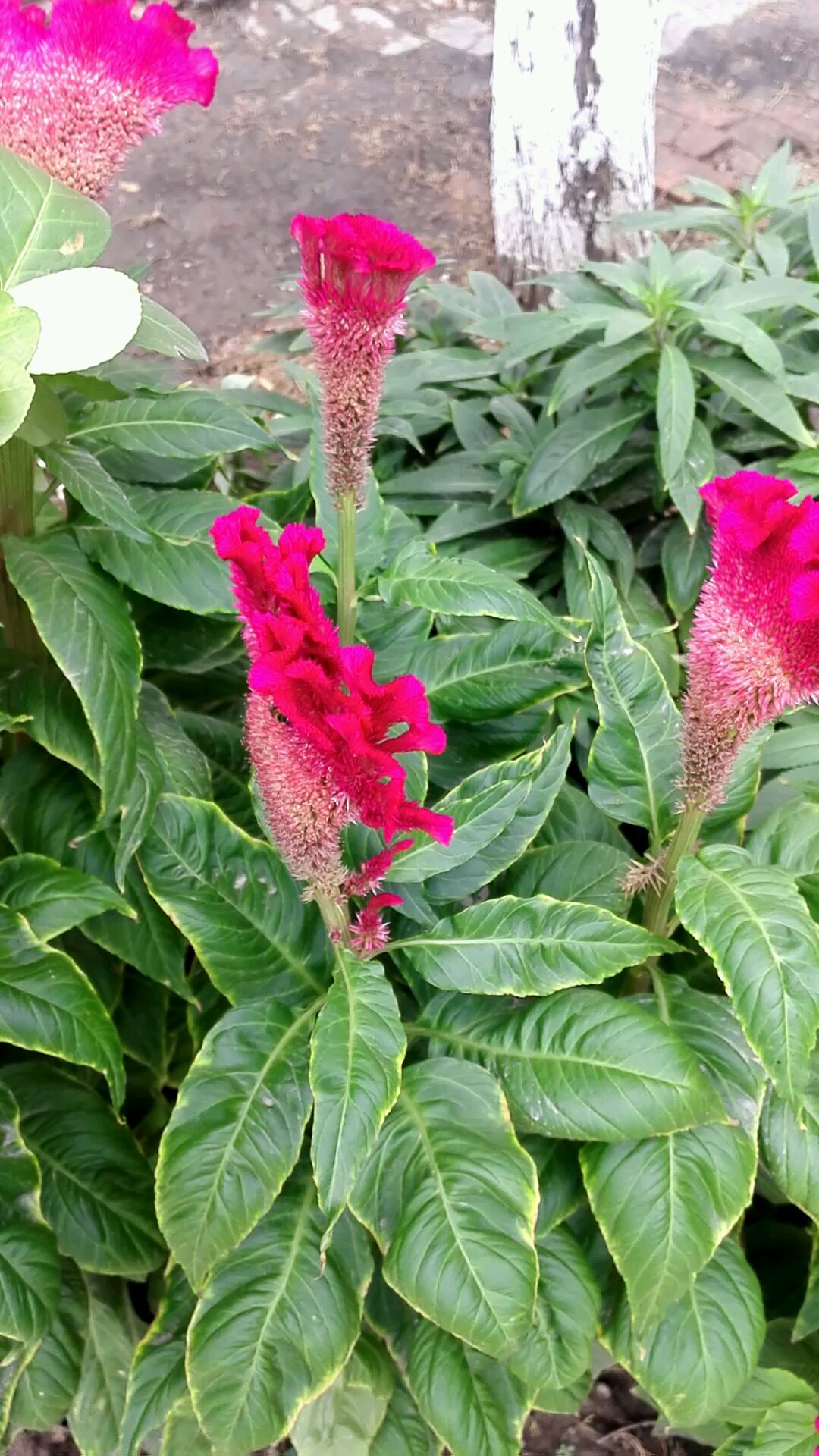 好漂亮的鸡冠花