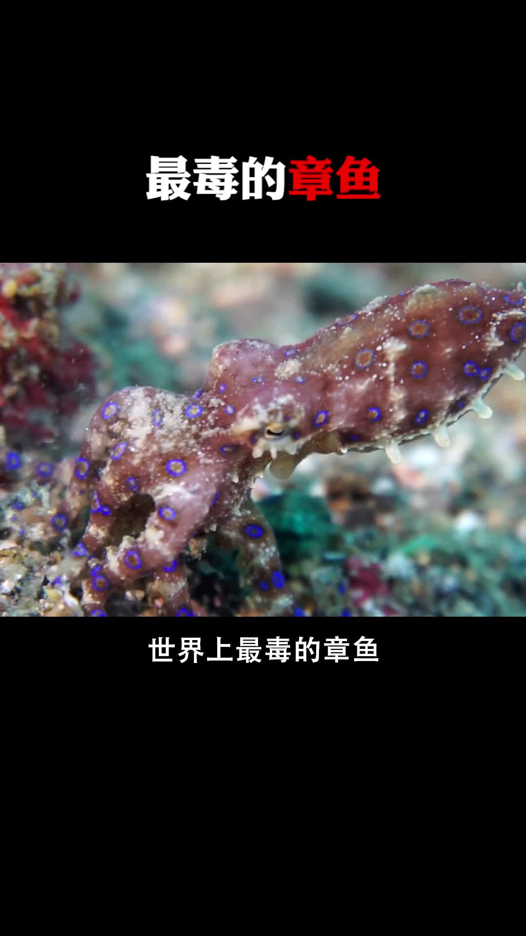#每天一点冷知识#最毒的章鱼