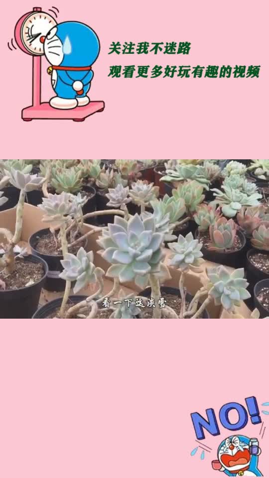 多肉“长胡子”千万不要大意,有可能是在求救,这几点要注意好哦