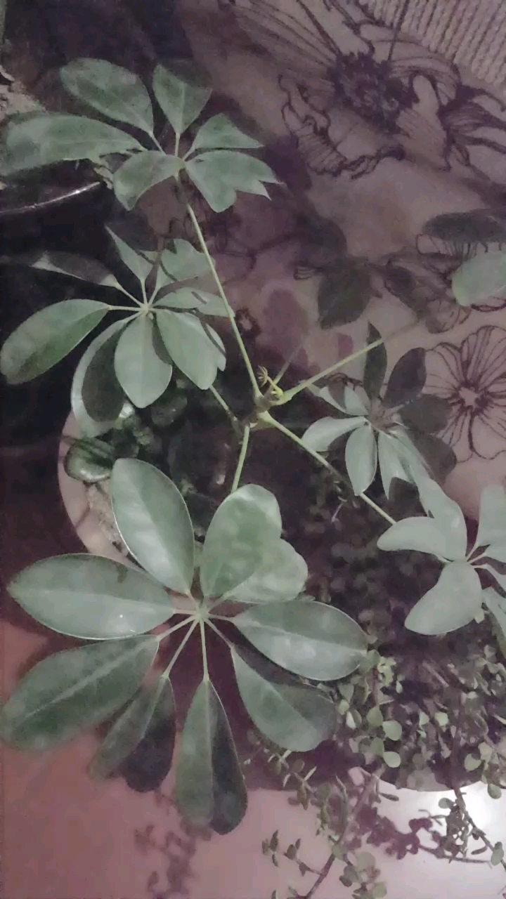 鸭掌木