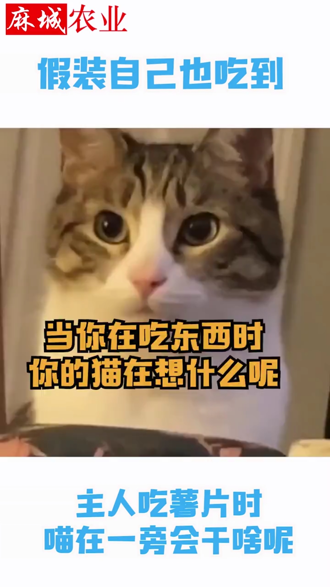 猫:假装自己已经吃到了薯片