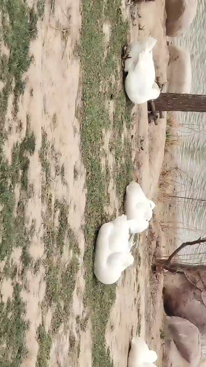 大白鹅睡着了。