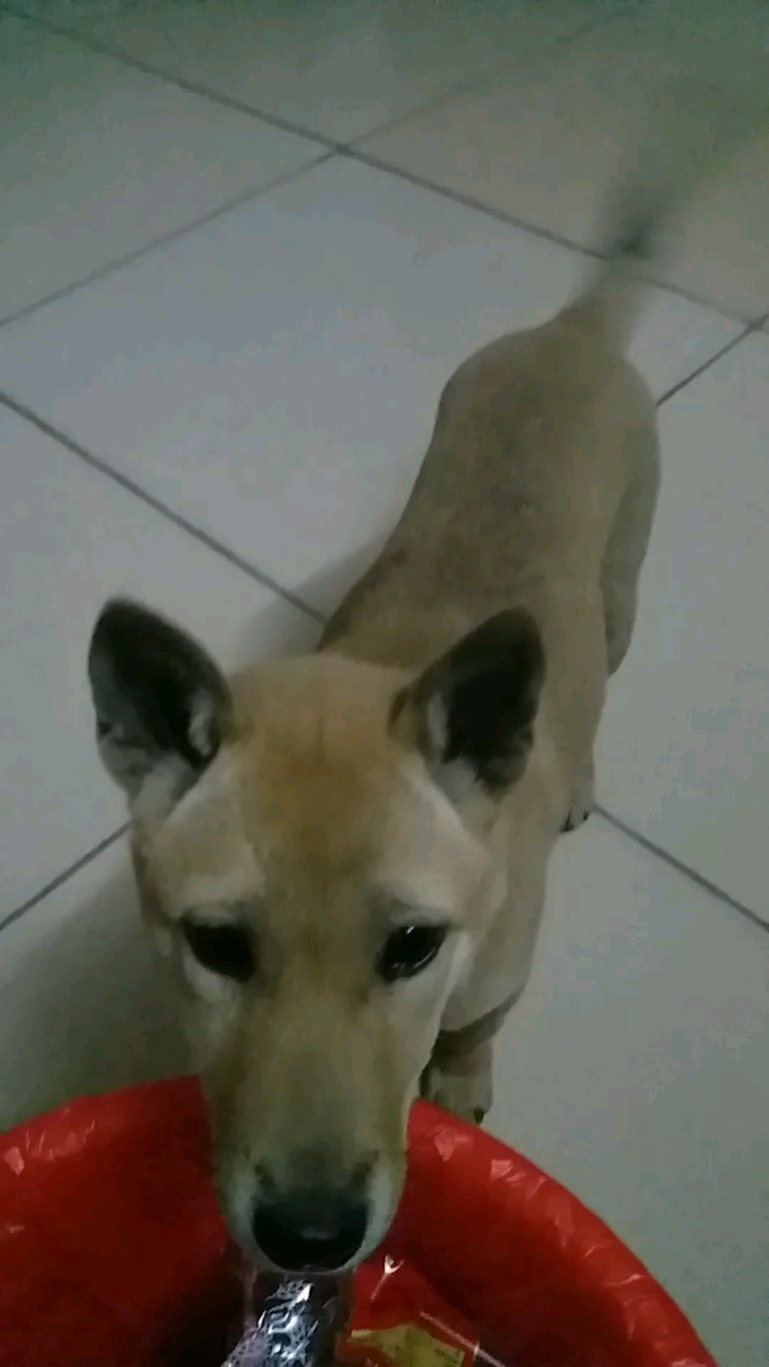 小黄狗真可爱