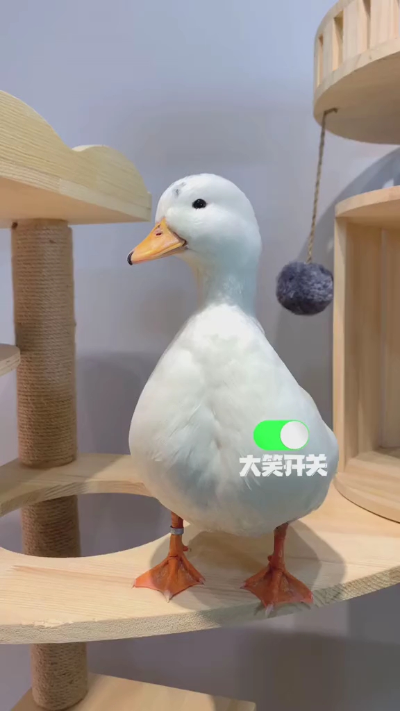 爱笑的鸭子运气不会太差