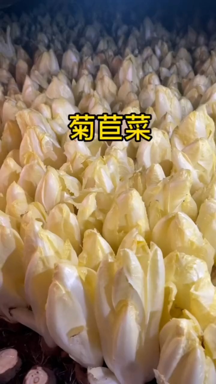 #带你看三农#长的像胡萝卜又像娃娃菜的菊苣菜
