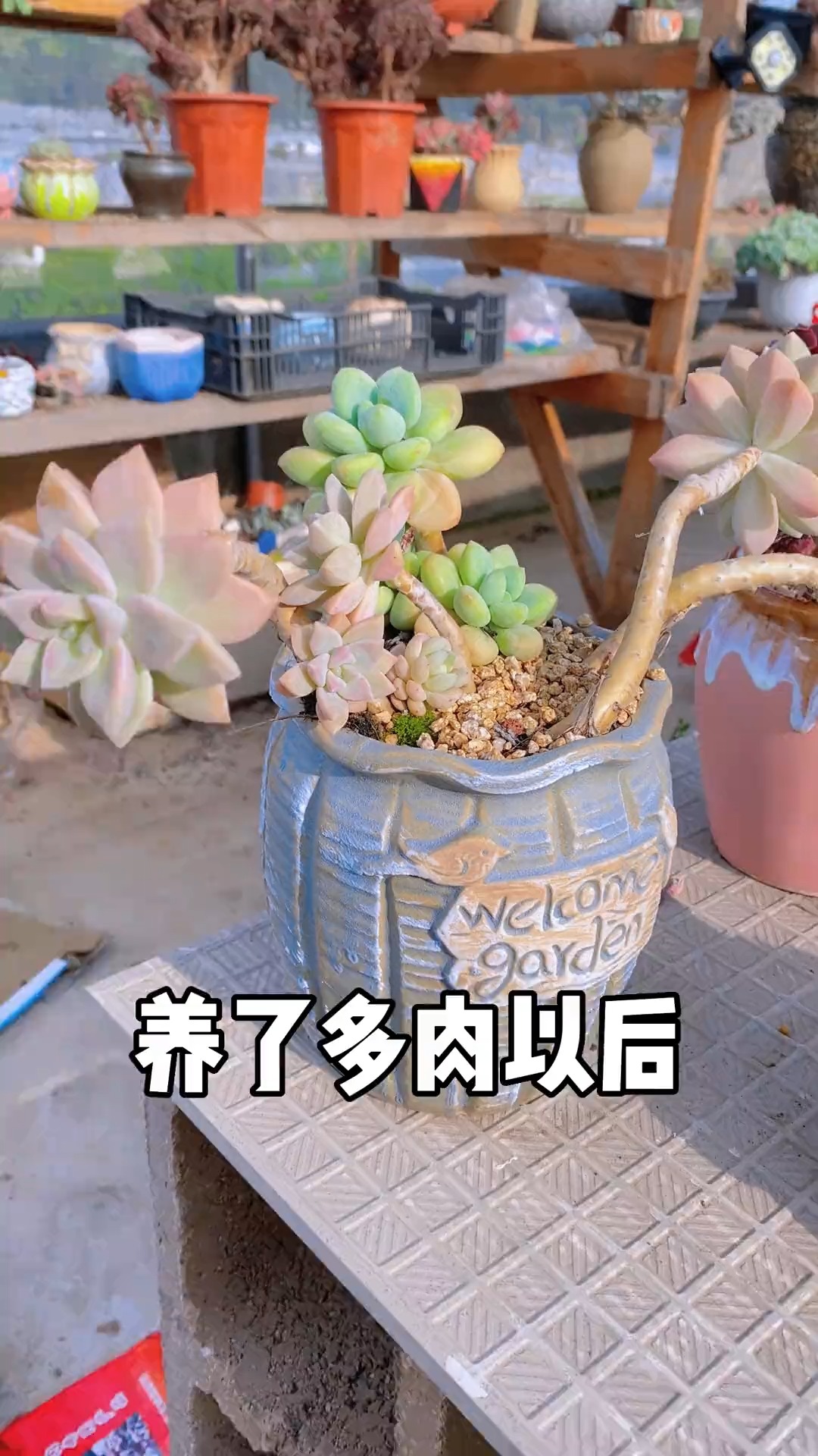 #有一种可爱叫多肉!#这说的是不是就是你们?#多肉 #多肉植物#爱生活爱养花