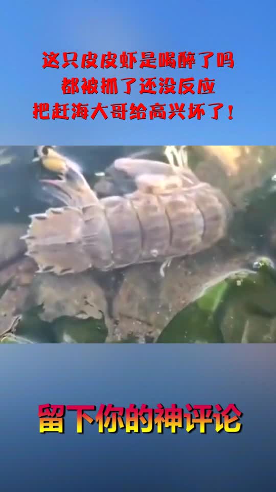 这只皮皮虾是喝醉了吗都被抓了还没反应把赶海大哥给高兴坏了!