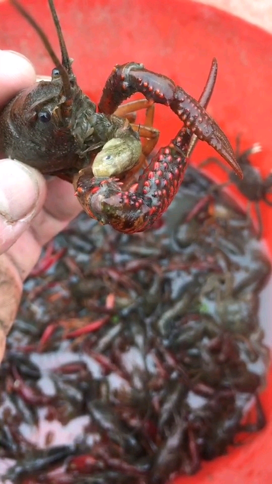看龙虾怎么吃食的