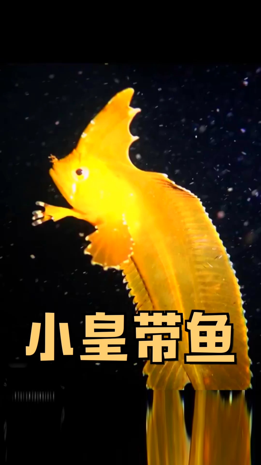 #春日小视频有奖征集活动#可爱的小黄鱼像海带