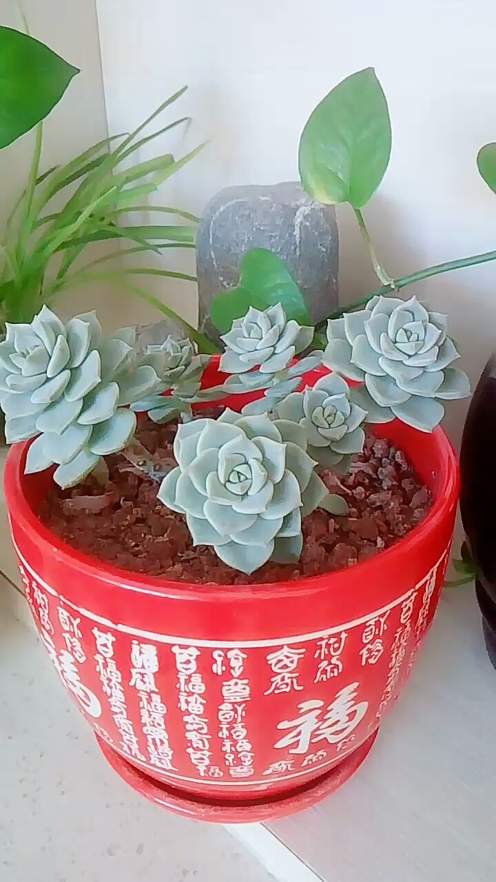 #多肉植物#白牡丹