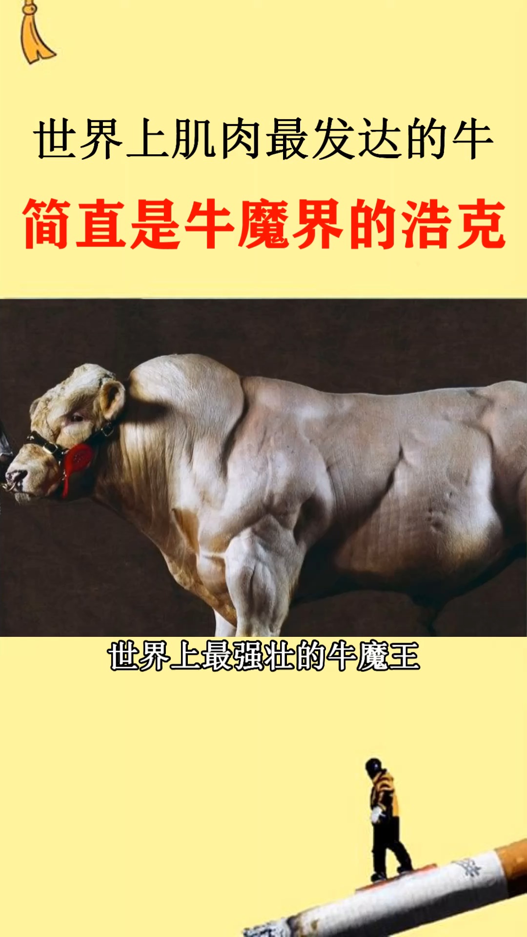 #黑科技#世界上肌肉最发达的牛,牛魔界的浩克