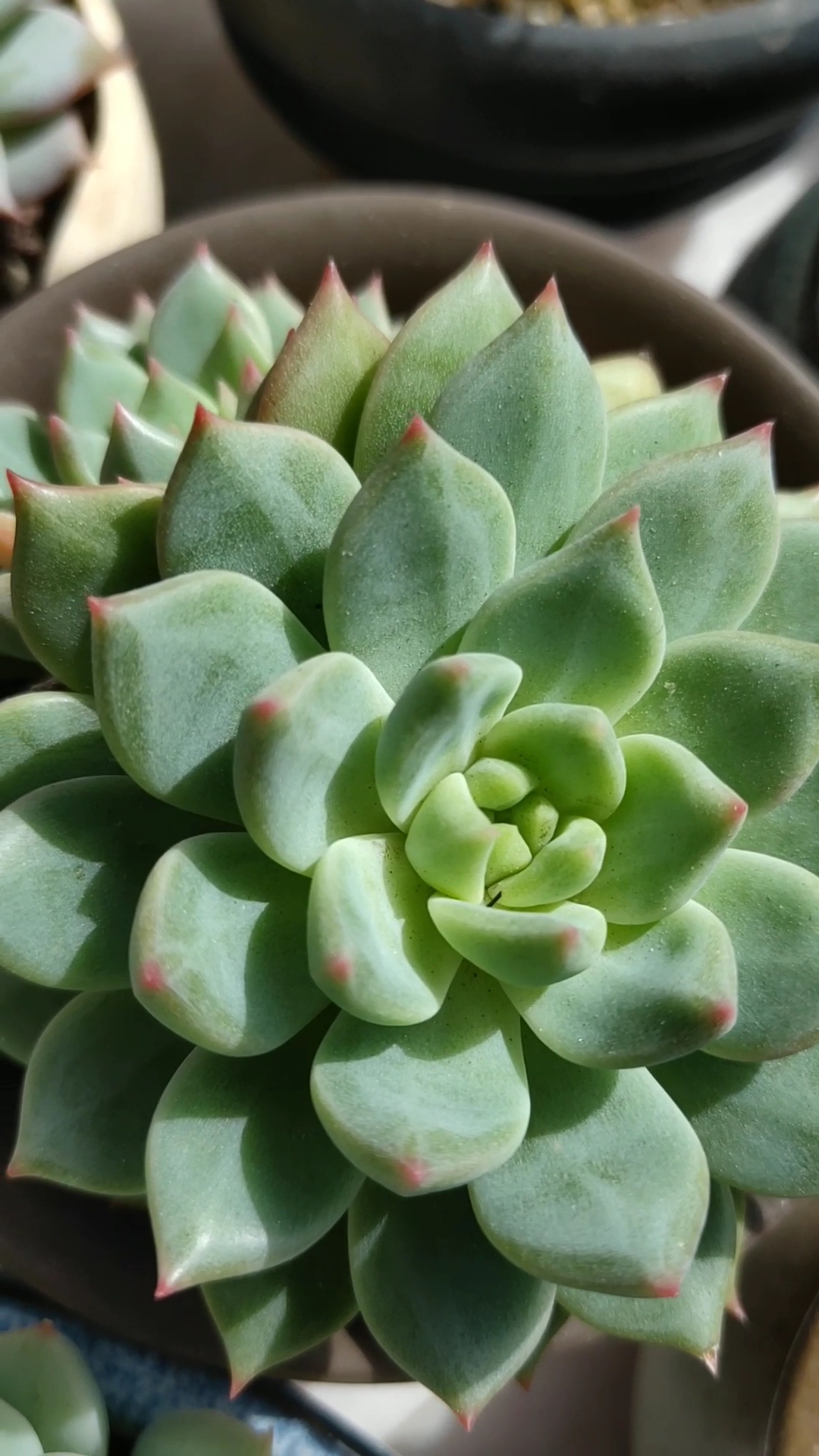 当初的赠品青苹果