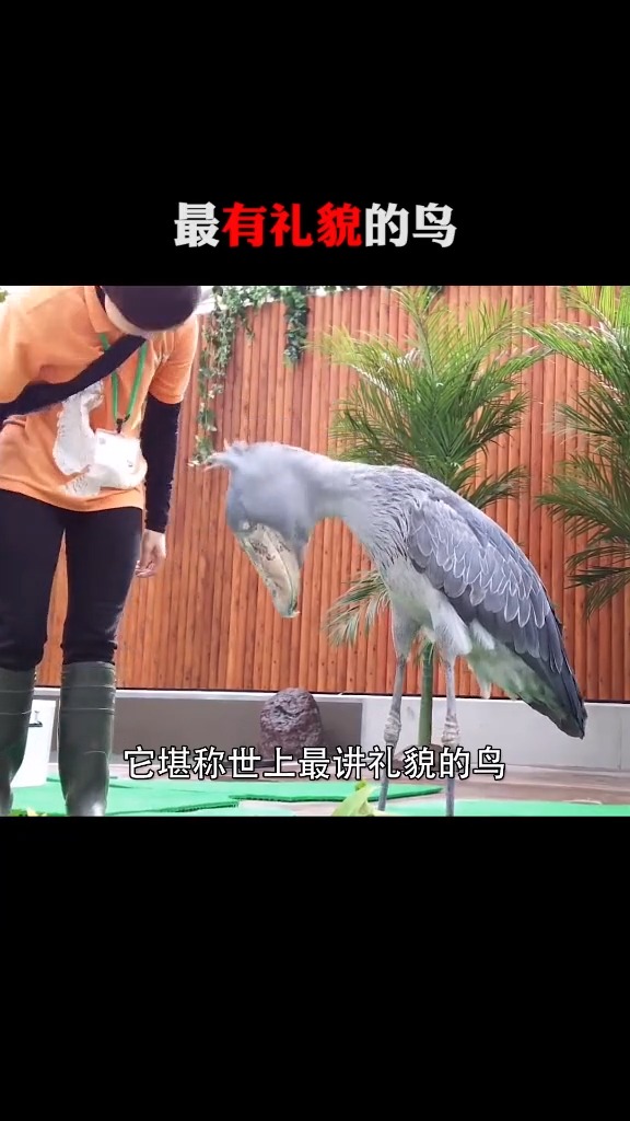 #黑科技#这个鸟的正脸你们有没有觉得像可达鸭