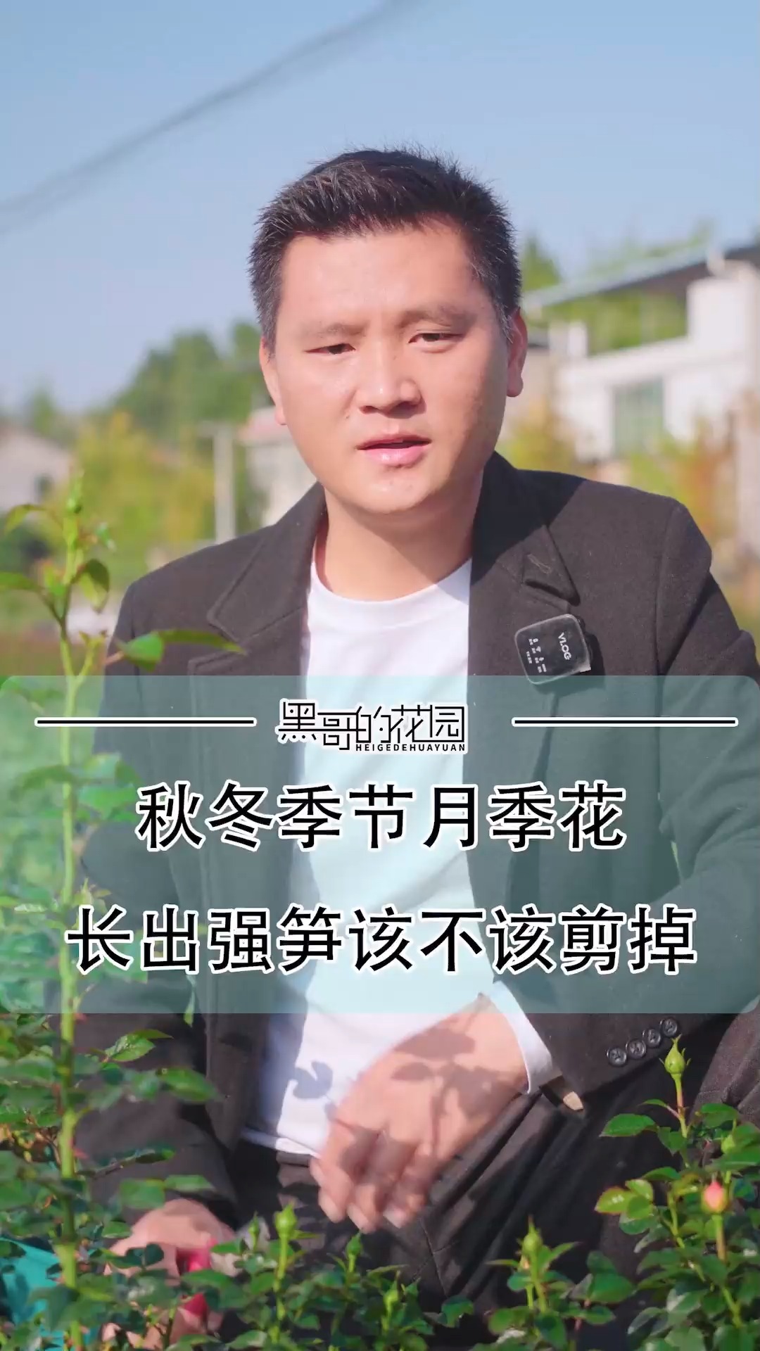 秋冬季节月季花苗长出强笋需要修剪吗?#月季#