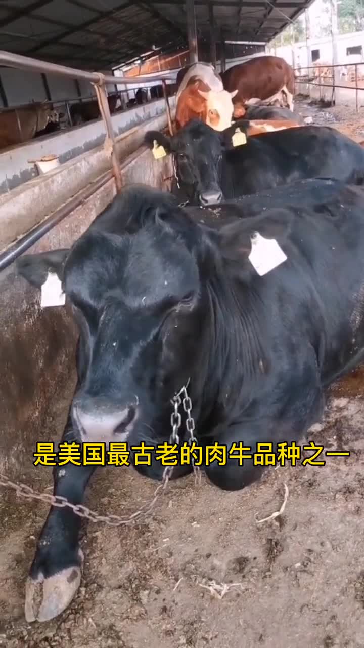 安格斯牛今天你摸鱼了吗闲鱼牛气冲天农村养牛