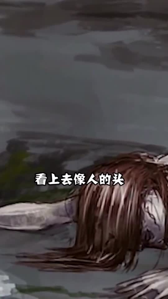 世界上到底有没有美人鱼,美人鱼到底长什么样子,你知道吗