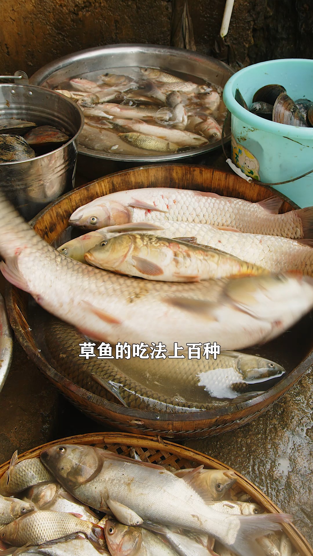 #美食#秋冬季节最适合吃鱼,酒糟鱼香辣开胃,下饭当零食都好吃。