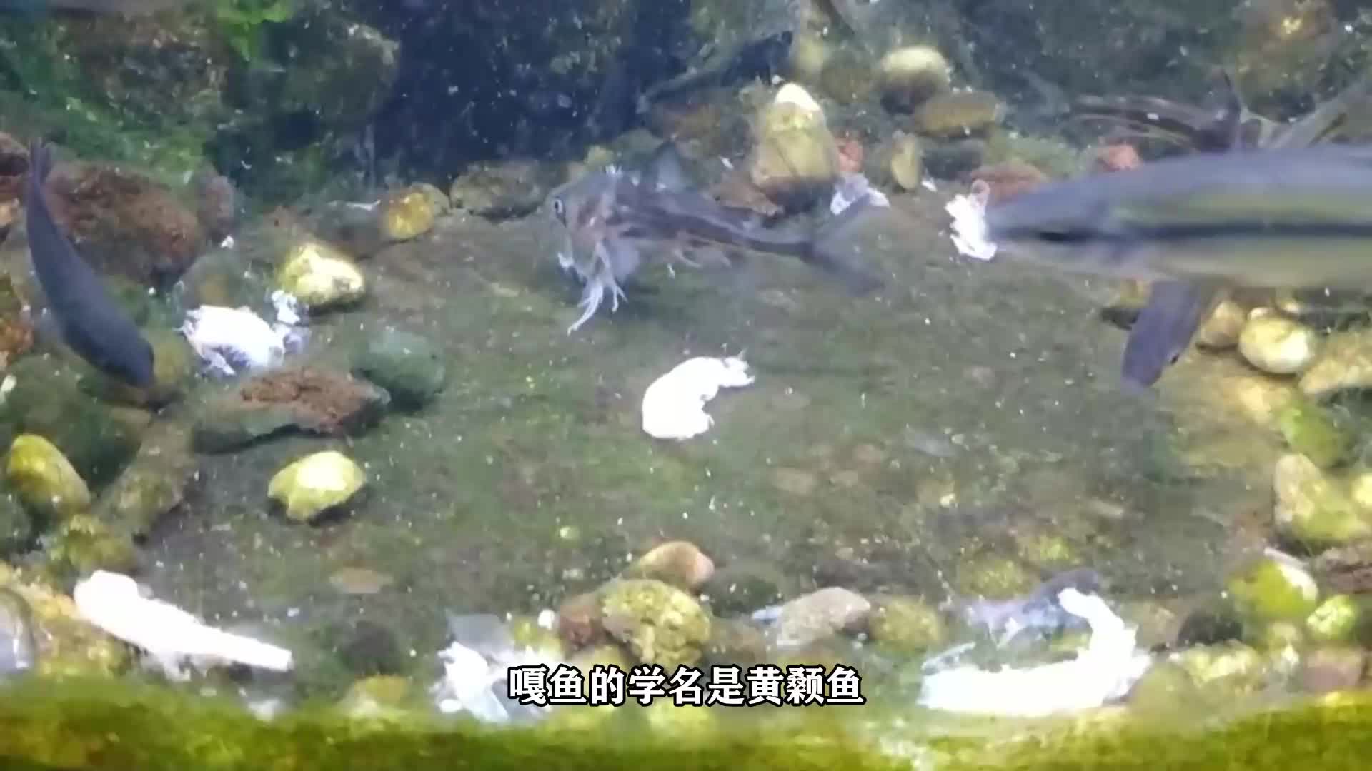 嘎鱼的学名叫什么