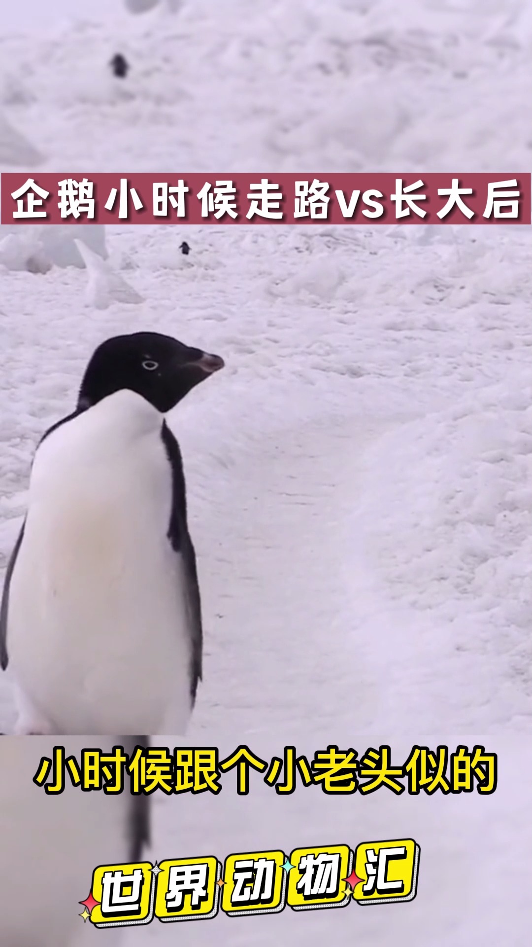 #我要上热门#企鹅小时候vs长大后
