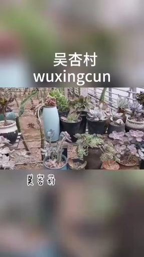 吴杏村果蔬种植基地—多肉植物休闲观光园