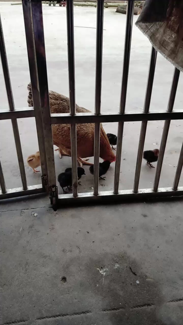 刚出生的小鸡宝宝 昨天刚孵化出来的