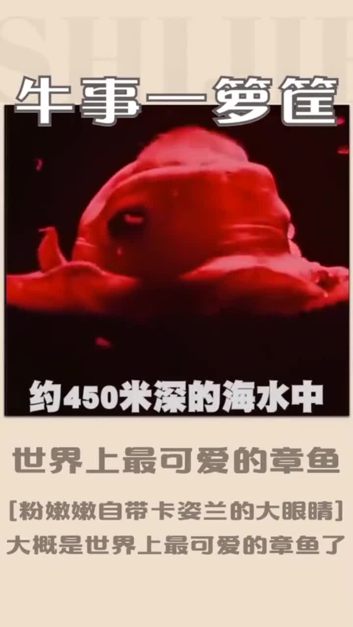 世界上最可爱的章鱼,自带卡姿兰的大眼睛