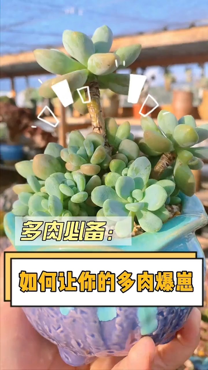 如果你养的多肉不爱长侧芽可以试试优芽素,它可以让多肉长很多侧芽#多肉 #多肉植物