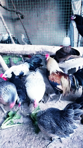 个种长尾鸡苗。