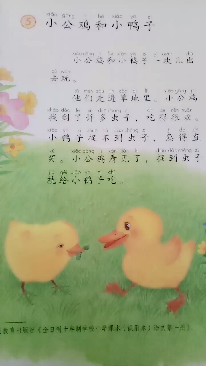 ⑤小公鸡和小鸭子