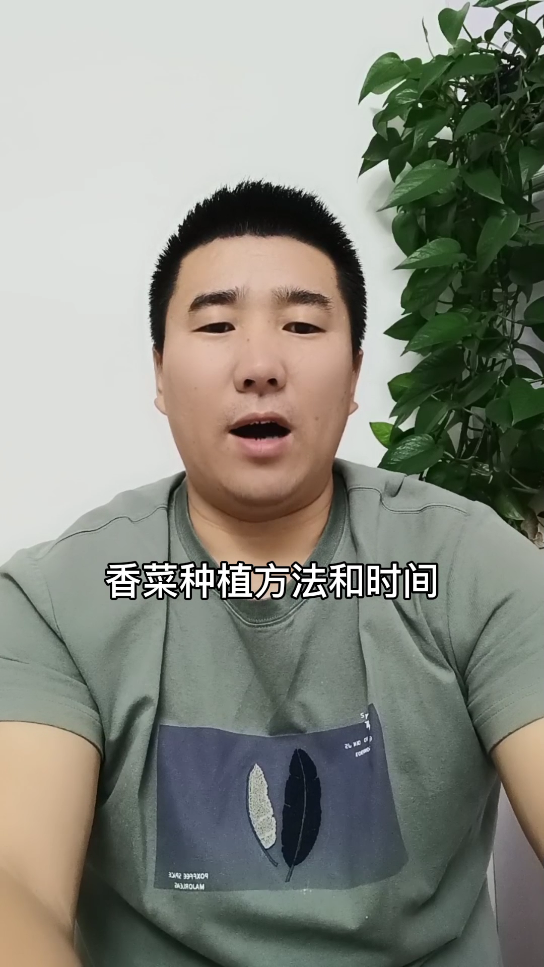 香菜种植方法和时间