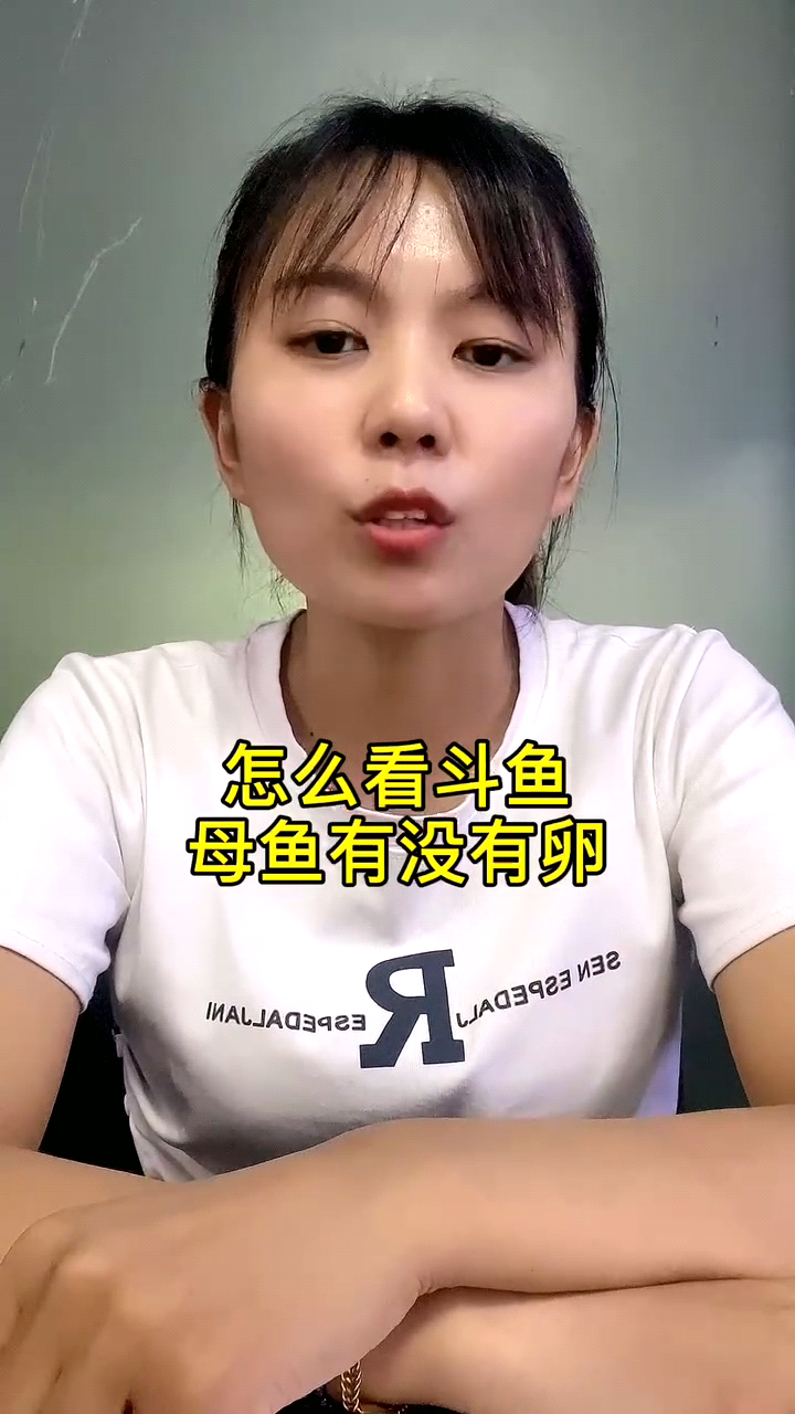 怎么看斗鱼母鱼有没有卵 