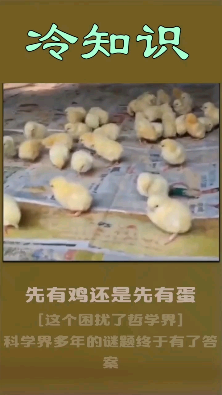 现有鸡还是现有蛋,博士告诉你